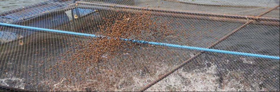 Manejo alimentar e qualidade da água como estratégia de gestão