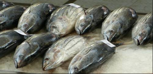 Aumenta a demanda global de atum em lata