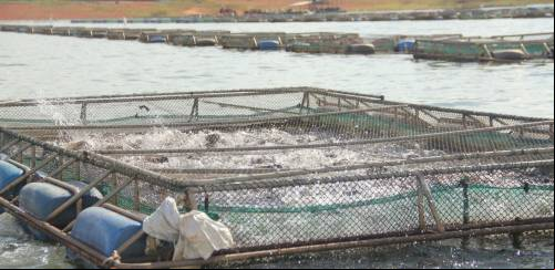Veja as regulamentações para implantação de aquiculturas no Brasil