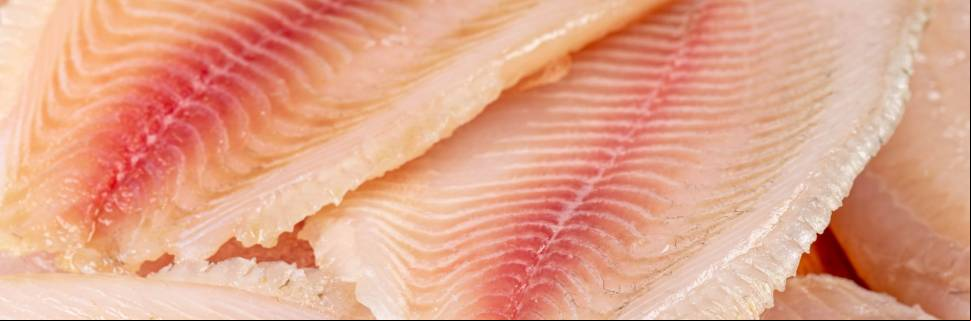 Tarifaço de Trump cria cenários distintos para o pescado brasileiro Tarifaço de Trump cria cenários distintos para o pescado brasileiro