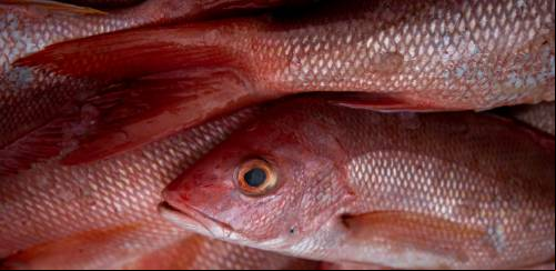 Pargo: nova safra, velhos problemas