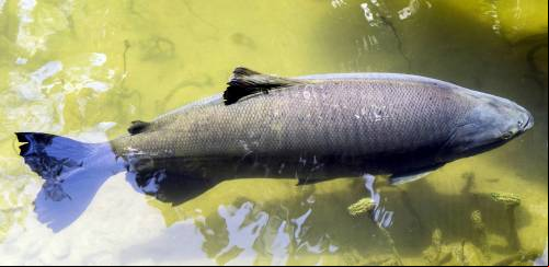 Produção de peixes nativos tem queda em 2021, mas mantém potencial
