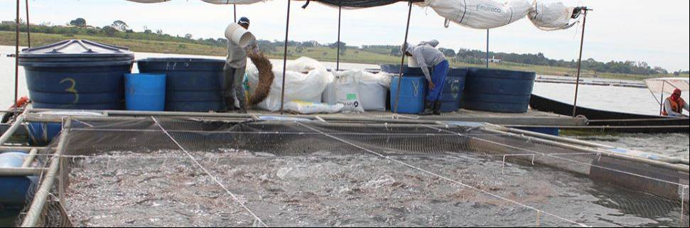 O uso de suplementos na ração para aquicultura O uso de suplementos na ração para aquicultura