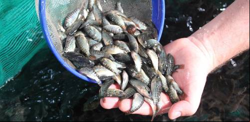 Sanidade na aquicultura: dores do crescimento