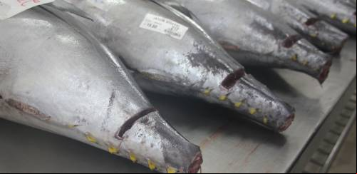 Apesar de desafios, comercialização dos atuns no RN segue avançando