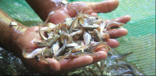 Protocolos de sanidade na alevinagem e a relação na cadeia produtiva