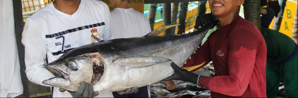 Em parceria internacional, Prime Seafood anuncia FIP do atum albacora