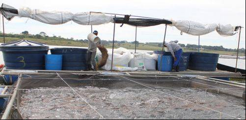 O uso de suplementos na ração para aquicultura 