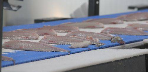 Pescado brasileiro em foco: panorama atual e perspectivas futuras