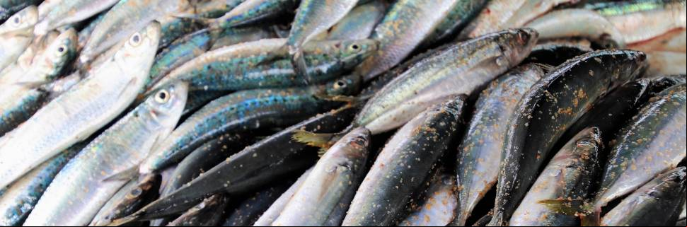 Veja qual é o consumo per capita de pescado no Brasil