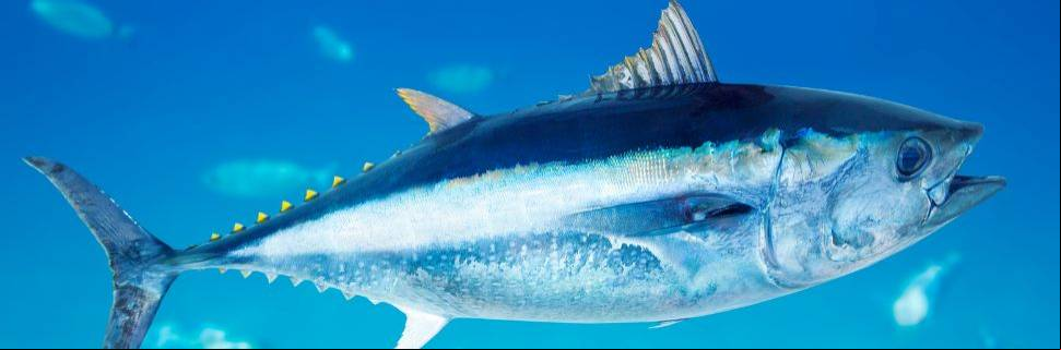 Nova Portaria do MPA encerra a captura da albacora bandolim 2024