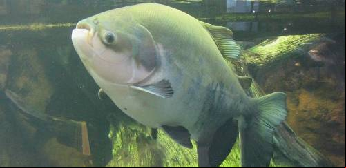 Desenvolvida primeira linhagem de pacu resistente à Aeromonas