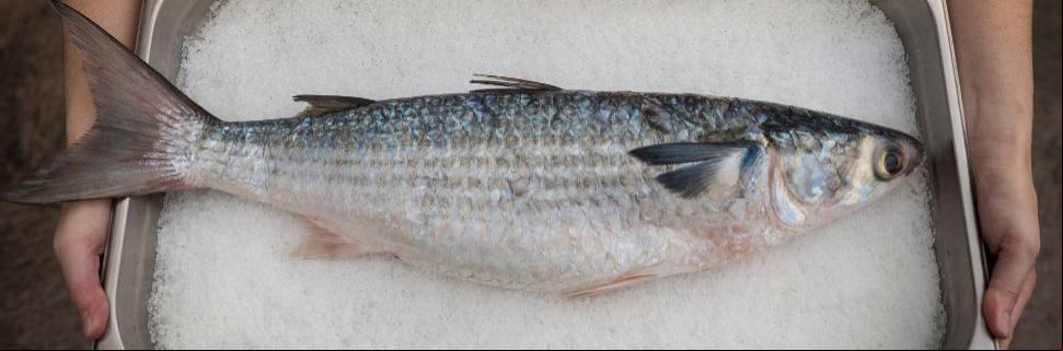 MPA e MMA definem as regras e cotas para a pesca da tainha em 2025