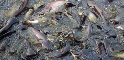 Paraná salta 11,5% e segue líder dos peixes de cultivo no Brasil