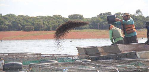 Novas regras para inspeção de produtos de nutrição animal