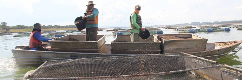 Qualidade e verticalização na tilapicultura de Morada Nova