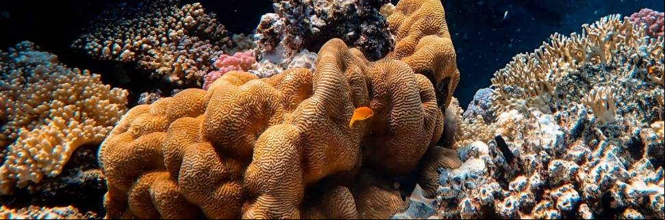 Recifes de corais do Oceano Índico podem entrar em colapso em 50 anos Recifes de corais do Oceano Índico podem entrar em colapso em 50 anos