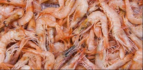Afinal, a pesca de arrasto de camarões pode ser sustentável?