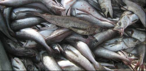 Análise da Balança Comercial de Pescado 2019 – Parte 1 