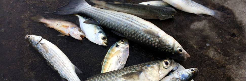 Portaria lista embarcações autorizados à pesca especial da tainha 