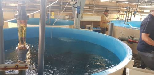 Aquicultura na Ásia em foco: Cingapura