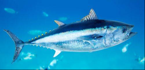Nova Portaria do MPA encerra a captura da albacora bandolim 2024
