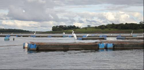Segurança do trabalho na aquicultura e seu impacto na estratégia ESG