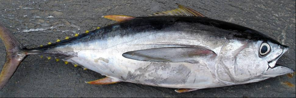 Prime Seafood vai construir fábrica de processamento de atum e lagosta Prime Seafood vai construir fábrica de processamento de atum e lagosta