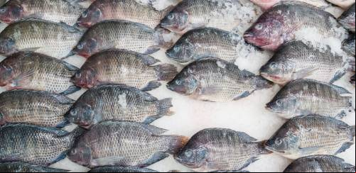 Tilápia: uma espécie universal no mundo do pescado 