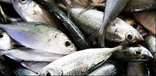 Brasil assina Declaração de Copenhague contra crime na pesca
