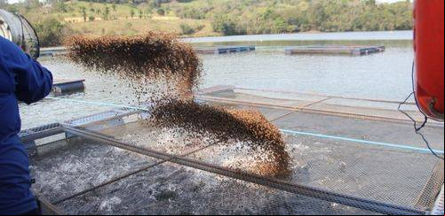 Projeção de produção de rações na aquicultura é de 1,87 milhão de ton.