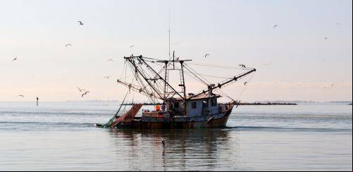 Maturidade tecnológica e o futuro da indústria do pescado para 2025