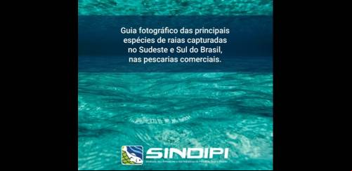 Guia das principais espécies de raias capturadas no SE e Sul do Brasil
