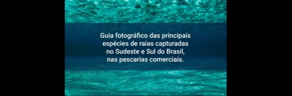 Guia das principais espécies de raias capturadas no SE e Sul do Brasil